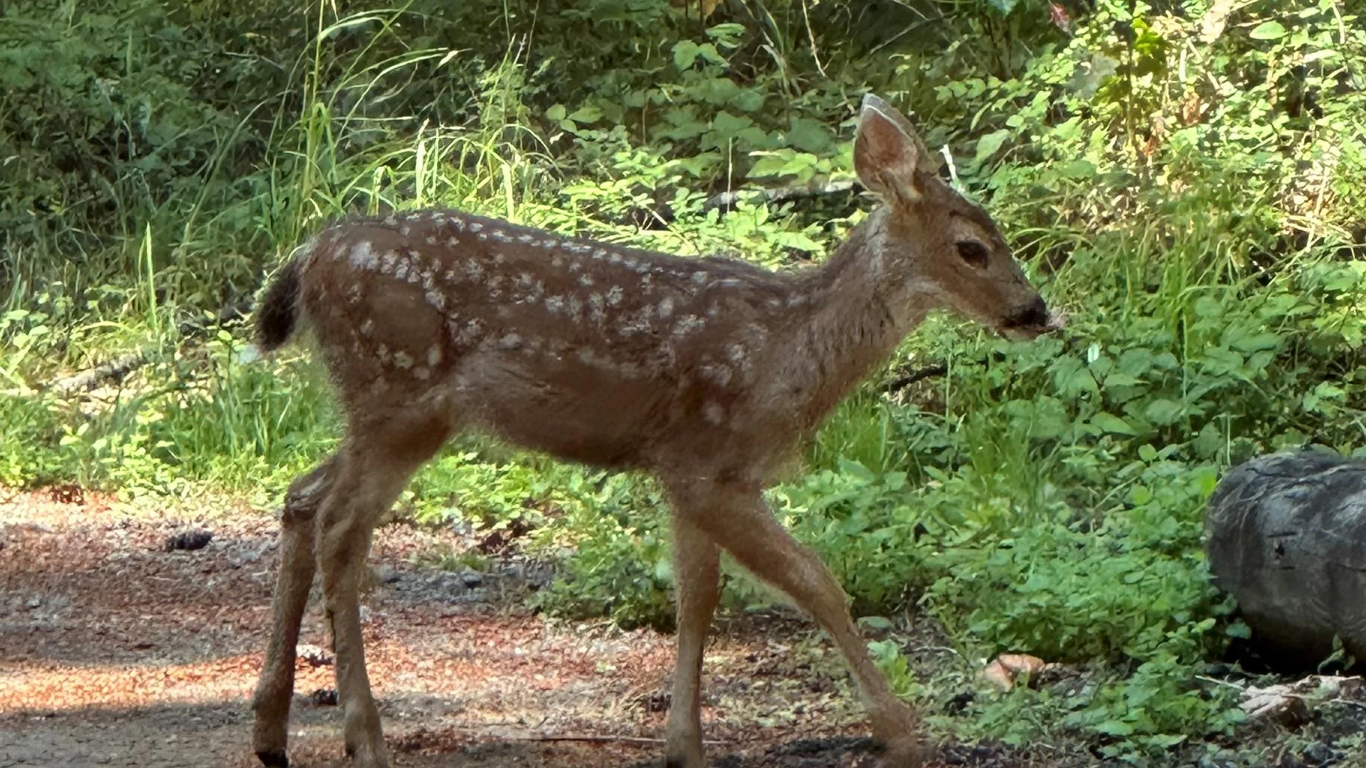 Wildlife Watching